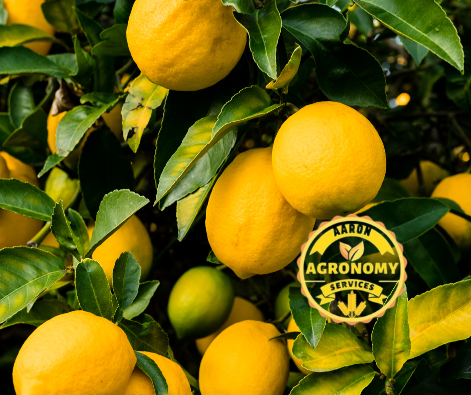 One acre Lemon Package